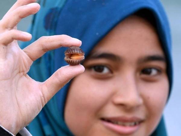 Siti Zakias Abdul Rahman, 22, menunjukkan kerang spesies kerang bulu yang dikutipnya di Pantai Rhu Dua, Rusila semalam. - Foto: Bernama