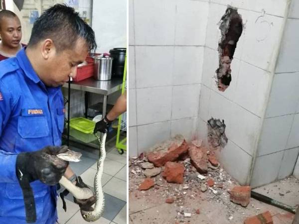 Anggota APM berjaya menangkap ular yang bersembunyi di dalam dinding stor kantin sebuah kilang di sini semalam. Gambar kanan: Dinding stor kantin sebuah kilang di sini terpaksa dipecahkan untuk mengeluarkan ular sawa yang bersembunyi dalam kejadian malam semalam.