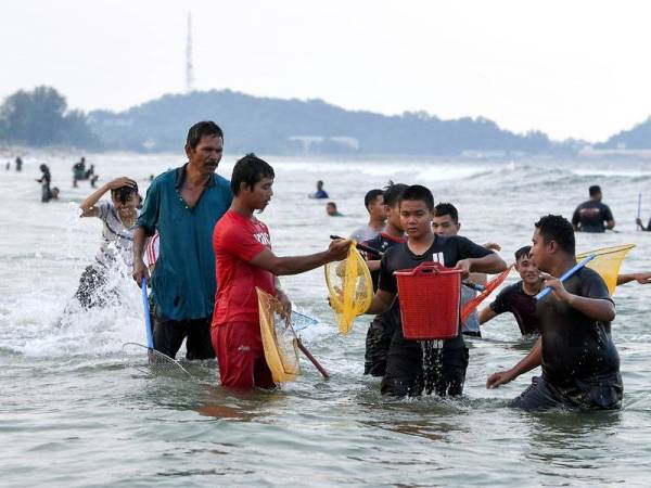 Sekumpulan remaja lelaki mencari kerang spesies kerang bulu yang terdampar di Pantai Rhu Dua, Rusila. - Foto Bernama