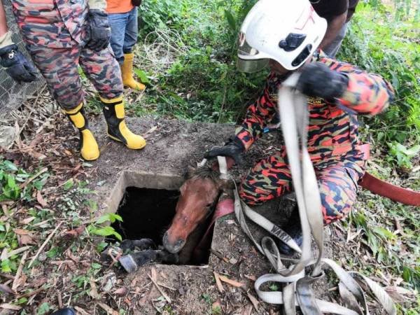 Pasukan bomba menenangkan kuda yang terperangkap dalam lubang saliran sebelum operasi menyelamat dilakukan. - Foto BBP Rawang