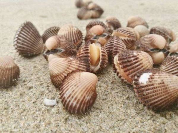 Ribuan kerang bulu yang terdampar di Pantai Rhu Dua, Rusila sejak empat hari lepas.