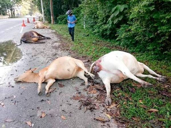 Keadaan lembu-lembu yang mati selepas dilanggar dua kenderaan pagi tadi.