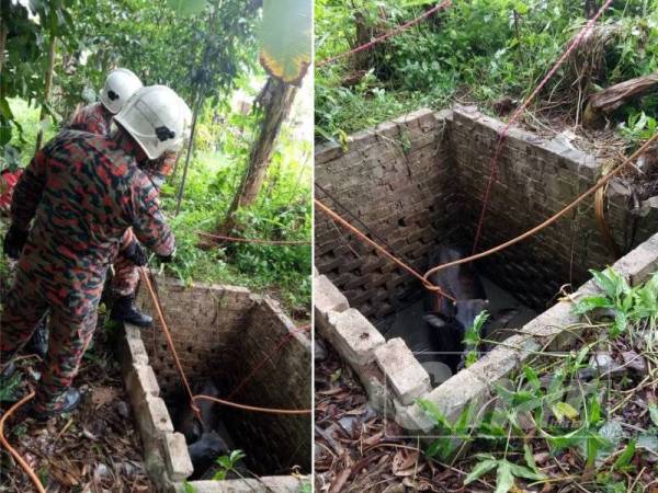 Anggota bomba menggunakan tali untuk mengeluarkan lembu yang terperangkap. (Seekor lembu seberat 200kg disedari penduduk terjatuh dalam lubang kumbahan.)