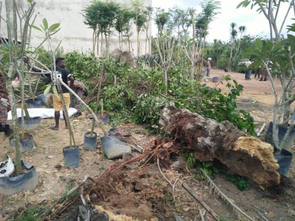 Pokok kelapa sawit yang menghempap mangsa di sebuah nurseri di Jalan Yong Peng Air Hitam di sini petang semalam.
