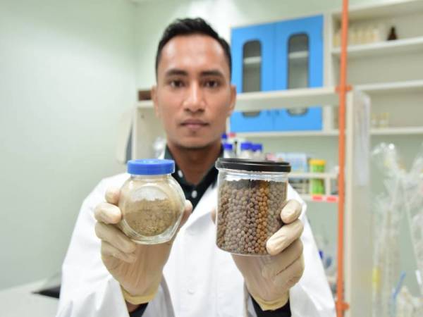  SERBUK Sargassum Polycystum dikisar halus dan dicampur dengan makanan (sebagai suplemen).