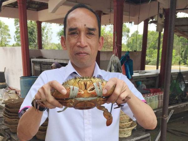 Prof Dr Mhd Ikhwanuddin menunjukkan antara ketam bakau yang dihasilkan menerusi program pembenihan dan peningkatan semula jadi ketam bakau dijalankan oleh AKUATROP, UMT.