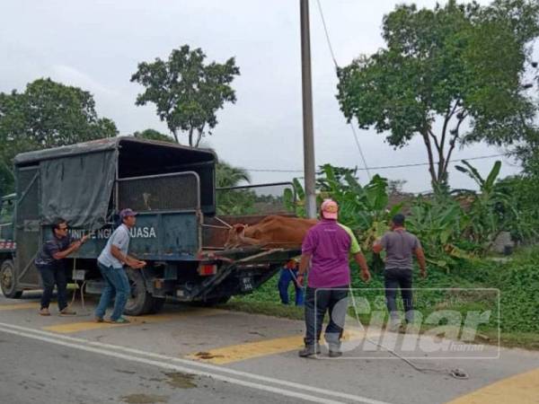 Anggota penguat kuasa MDKS menangkap lembu berkeliaran pada Operasi pemantauan dan Penangkapan Lembu pada 6 November lalu.