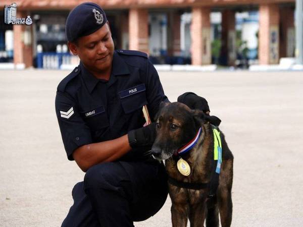 Koperal Umbat mengalungkan pingat kepada K9 kendaliannya yang bernama Urby. - Foto Ihsan PDRM