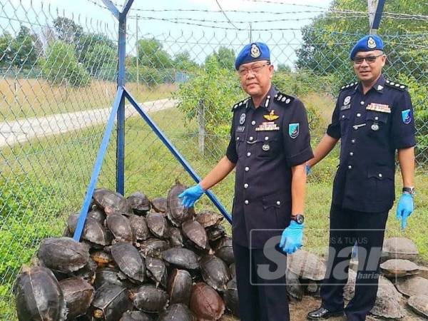 Norzaid (kiri) menunjukkan sebahagian daripada kura-kura besar yang berjaya dirampas.