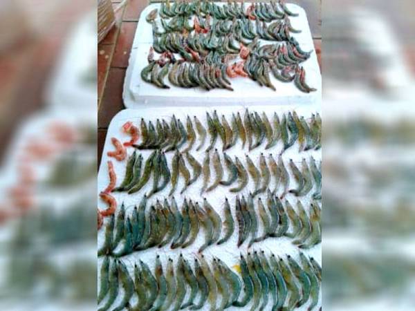 206 induk udang putih yang diimport dari Panama, Amerika Syarikat dirampas.