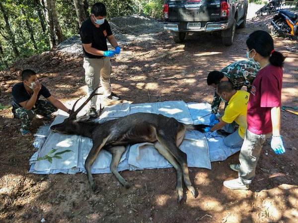 Rusa terbabit didakwa menelan beg plastik dan sisa sampah lain. - Foto AFP