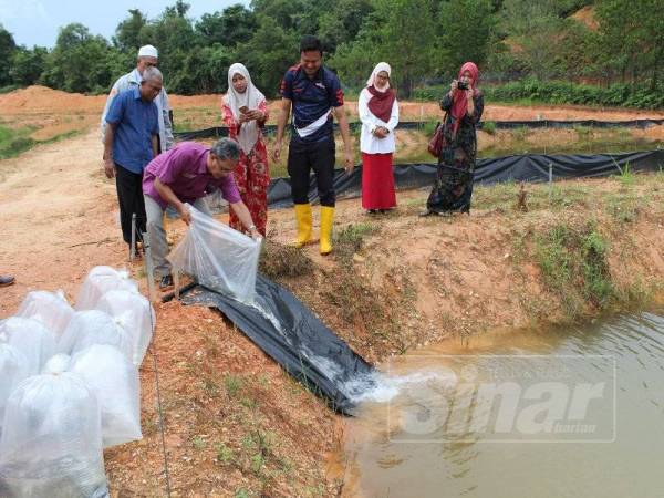 Wan Azlan melepaskan anak benih ikan siakap dalam kolam akuakultur tersebut.