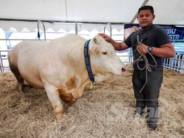 Amirul Firdaus bersama Abu yang menarik perhatian pengunjung di Laman Ternakan. - FOTO ZAHID IZZANI