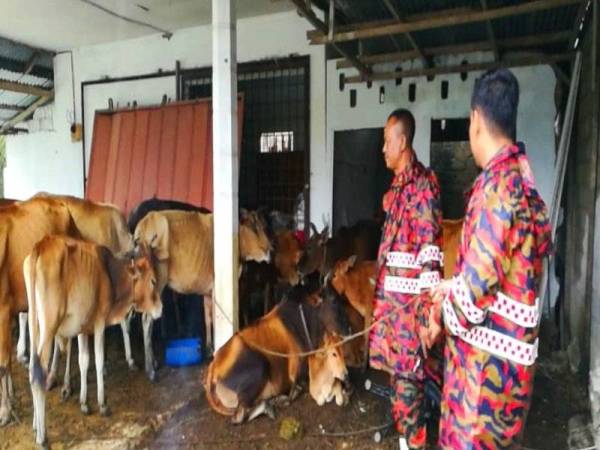 Ibrahim (kiri) memastikan lembu-lembu selamat dari banjir.