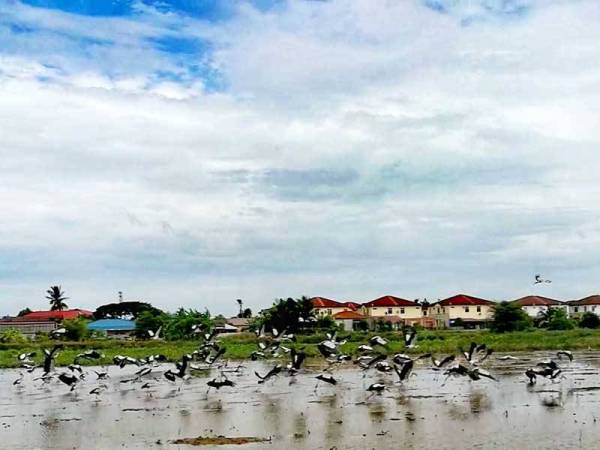 Kumpulan burung memenuhi petak sawah padi di Kampung Alor Melong di sini.