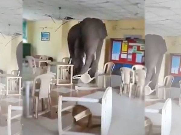 Seekor gajah mengamuk di dalam sebuah kantin di markas tentera di Telung Bengal.