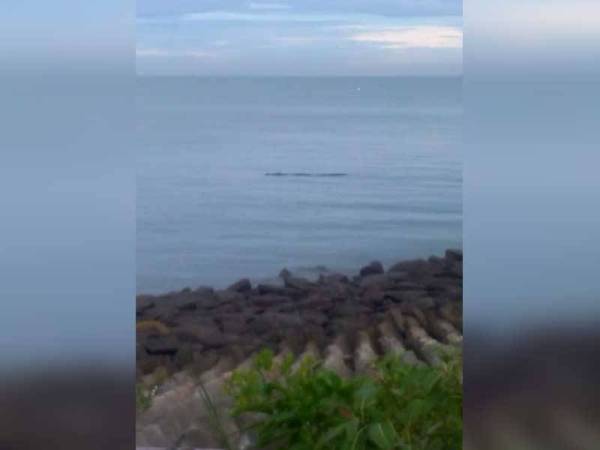 Kelihatan seekor buaya berenang di kawasan pesisir pantai dan video reptilia itu berjaya dirakam penduduk setempat.