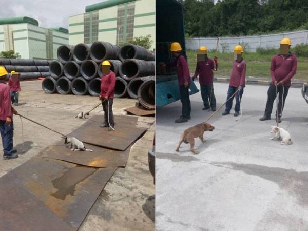 Para petugas MPK sedang menjalankan tangkapan anjing liar. - Foto MPK