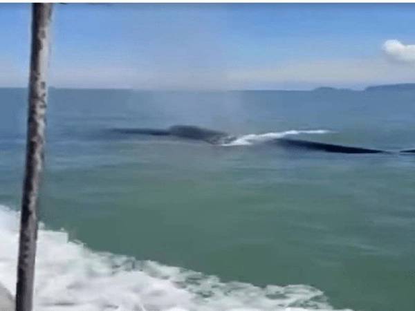 Ikan paus mirip spesis Humpback yang didakwa muncul di perairan Batu Malang, Teluk Senangin di sini, sejak Sabtu lepas.