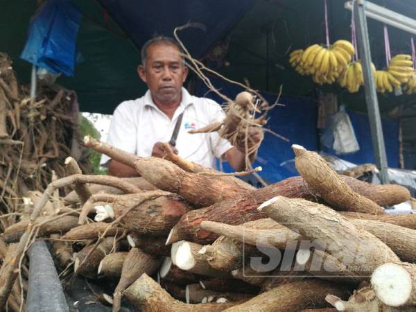 Yusof sedang membersihkan ubi kayu yang dijual di Pasar Manir.