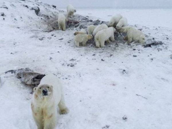 Lebih 50 ekor beruang polar dikesan di Ryrkaypiy, wilayah Chukotka, Rusia. - Foto WWF