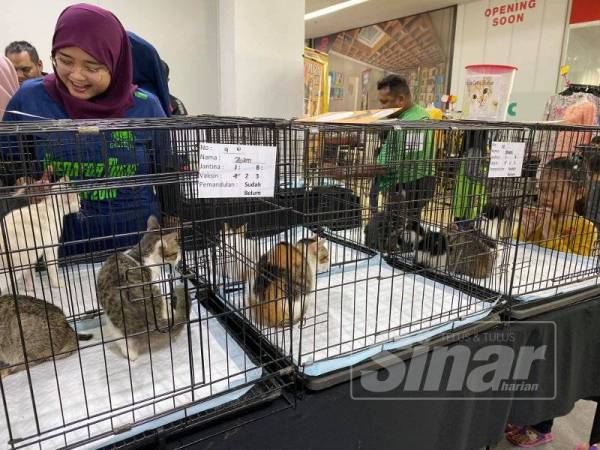 MBSA menawarkan 20 ekor kucing kepada peminat haiwan berkenaan yang mahu menjadikannya sebagai kucing angkat.
