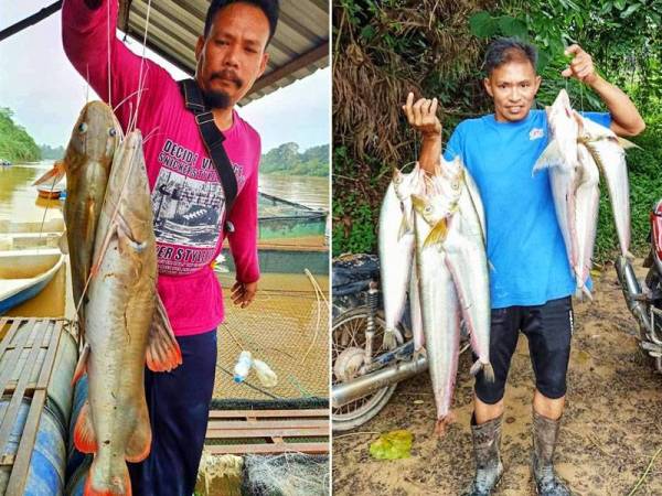 Tajuddin bersama ikan hasil tangkapannya. Gambar kanan: Mohd Nizam bersama ikan genahak yang berjaya diperolehinya semalam.