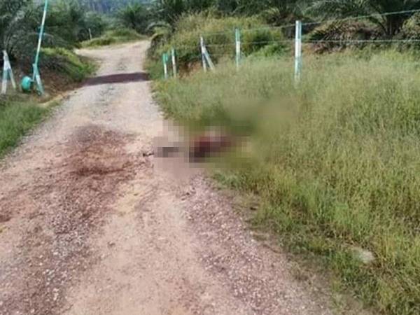 Mayat lelaki dengan kesan tetak di kepala di tepi jalan ke tempat pembenihan anak Ikan Kg Kilang Baru, di sini, hari ini.