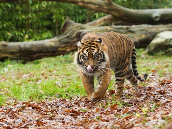 Harimau Sumatera -Foto 123RF