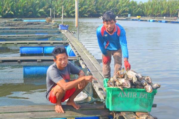 Penternak menunjukkan sebahagian daripada ikan yang mati.
