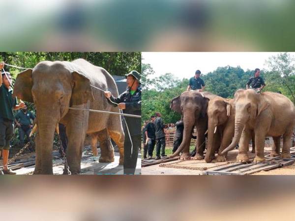 Khidmat gajah denak betina iaitu Rambai dan Abot sering digunakan digunakan bagi memindahkan gajah liar. Foto: Bernama