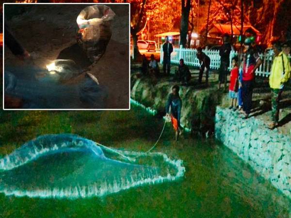 Muhammad Izzul Islam menebar jalan di kawasan teluk bersebelahan pesisir Pantai Irama, Bachok. Gambar kecil: Jala setiap kali diangkat dari air berisi ikan yang dibawa ombak ke kawasan teluk pantai itu.