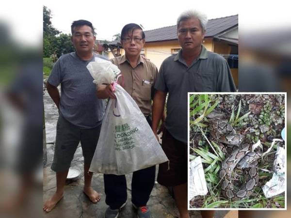 Teh (kiri), Phuan (tengah) bersama seorang lagi pasukan bomba sukarela menunjukkan guni berisi ular tersebut.