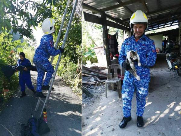 Anggota APM menggunakan tangga untuk menyelamatkan kucing di atas pokok kelapa. Gambar kanan: Kucing yang berjaya diselamatkan anggota APM.