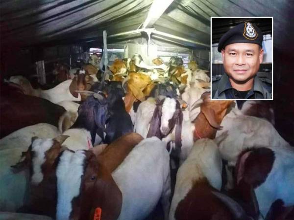 Kambing jenis Boer yang dirampas di Cabang Empat, Tumpat. Gambar kecil: Azhari