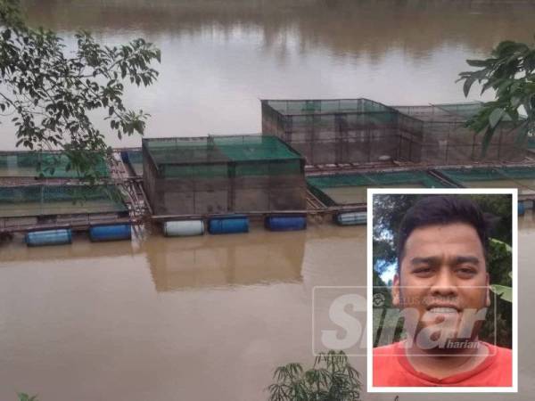 Pengusaha ikan sangkar di pesisir Sungai Pahang di sini membuat persediaan masing-masing sejak November lalu. (Gambar kecil: Mohd Syahir Hamka)