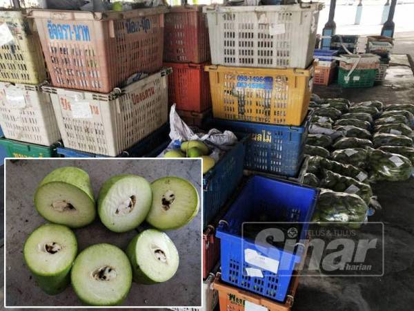 Buah mangga yang dirampas kerana tercemar dengan serangga perosak.