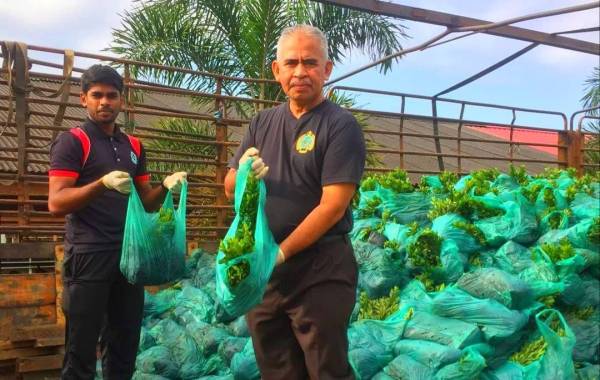 Anggota Maqis menunjukkan anak pokok hiasan yang cuba diseludup masuk ke negara ini secara tidak sah dan berjaya dirampas oleh PGA Batalion 7 Kuantan.