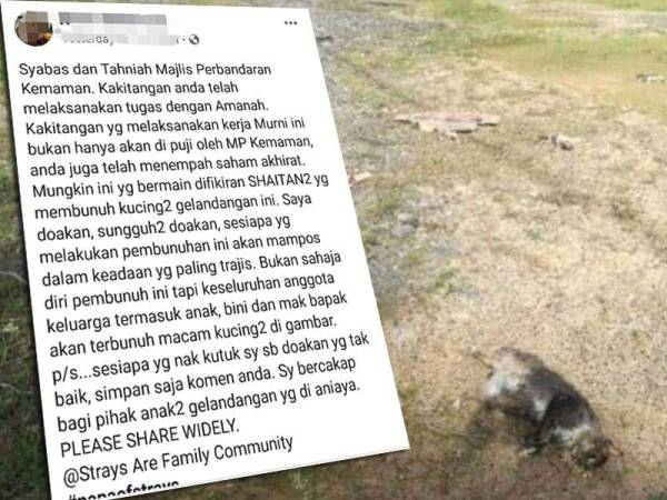 Mpk Nafi Dakwaan Bunuh Kucing Jalanan