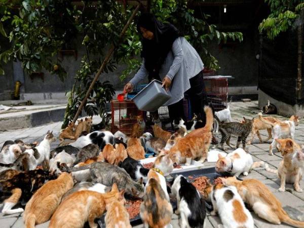 Dita memberi makan kepada kucing peliharaannya. - Foto Agensi