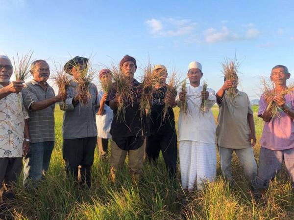 Petani menunjukkan hasil padi yang tidak menjadi kerana tidak mendapat bekalan air. 