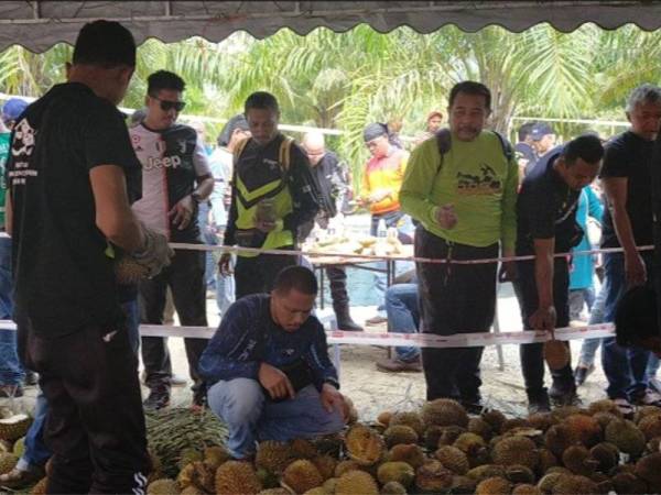 Dengan bayaran hanya RM20, pengunjung boleh menikmati durian sepuas-puasnya.