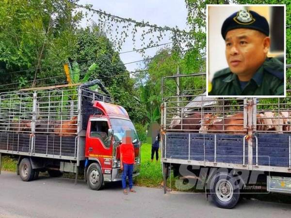 PGA Batalion 7 Kuantan menggagalkan cubaan menyeludup 40 ekor lembu jantan bernilai RM240,000 dari Thailand yang dibawa masuk secara haram ke negara ini selepas menahan dua buah lori di Tumpat. (Gambar kecil: Azhari)