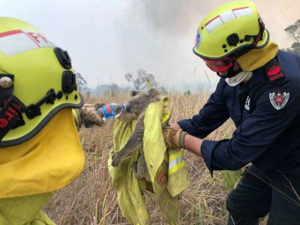 Anggota penyelamat memberi minuman kepada seekor koala yang diselamatkan daripada kebakaran di NSW. - Foto Agensi