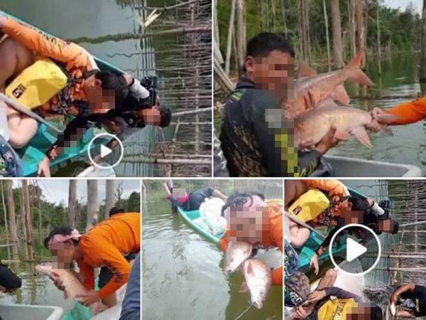 Tular gambar dan video pemburu ikan kelah berjaya menangkap puluhan spesis eksotik itu di sebuah empangan di Hulu Terengganu.