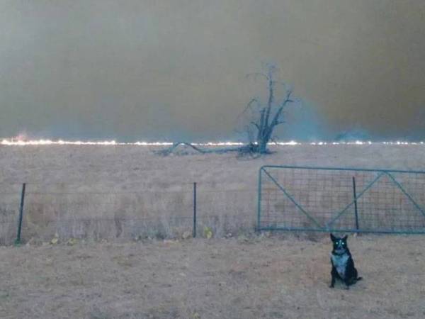 Patsy berada di ladang yang sedang terbakar - Foto Instagram Patsy The Wonderdog