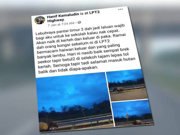 Perkongsian oleh Haniff Kamaluddin pengalaman nyaris melanggar seekor tapir yang berkeliaran di LPT2 semalam.