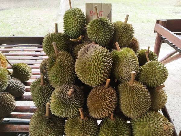 kebun durian di malaysia