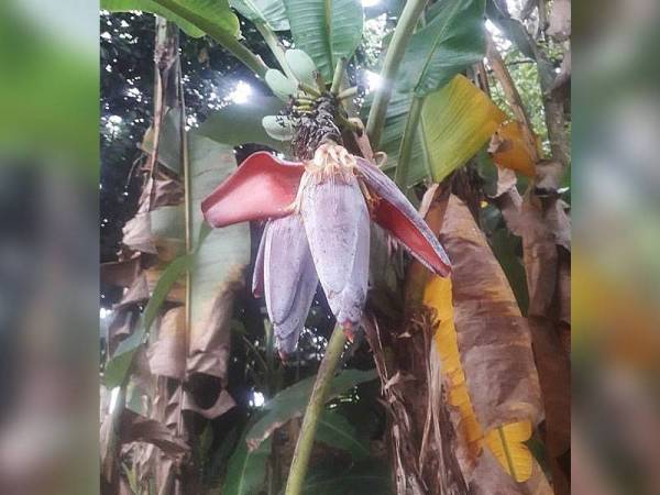 Pokok pisang memiliki dua jantung menarik perhatian penduduk kampung terbabit.