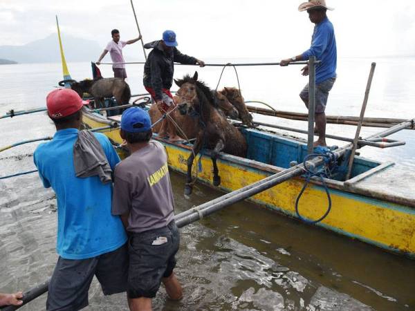 Penduduk memindahkan haiwan ternakan ke bandar Balete di wilayah Batangas dekat selatan Manila. - Foto: AFP